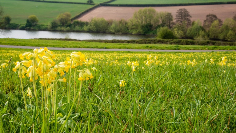 A field of bright yellow cowslips